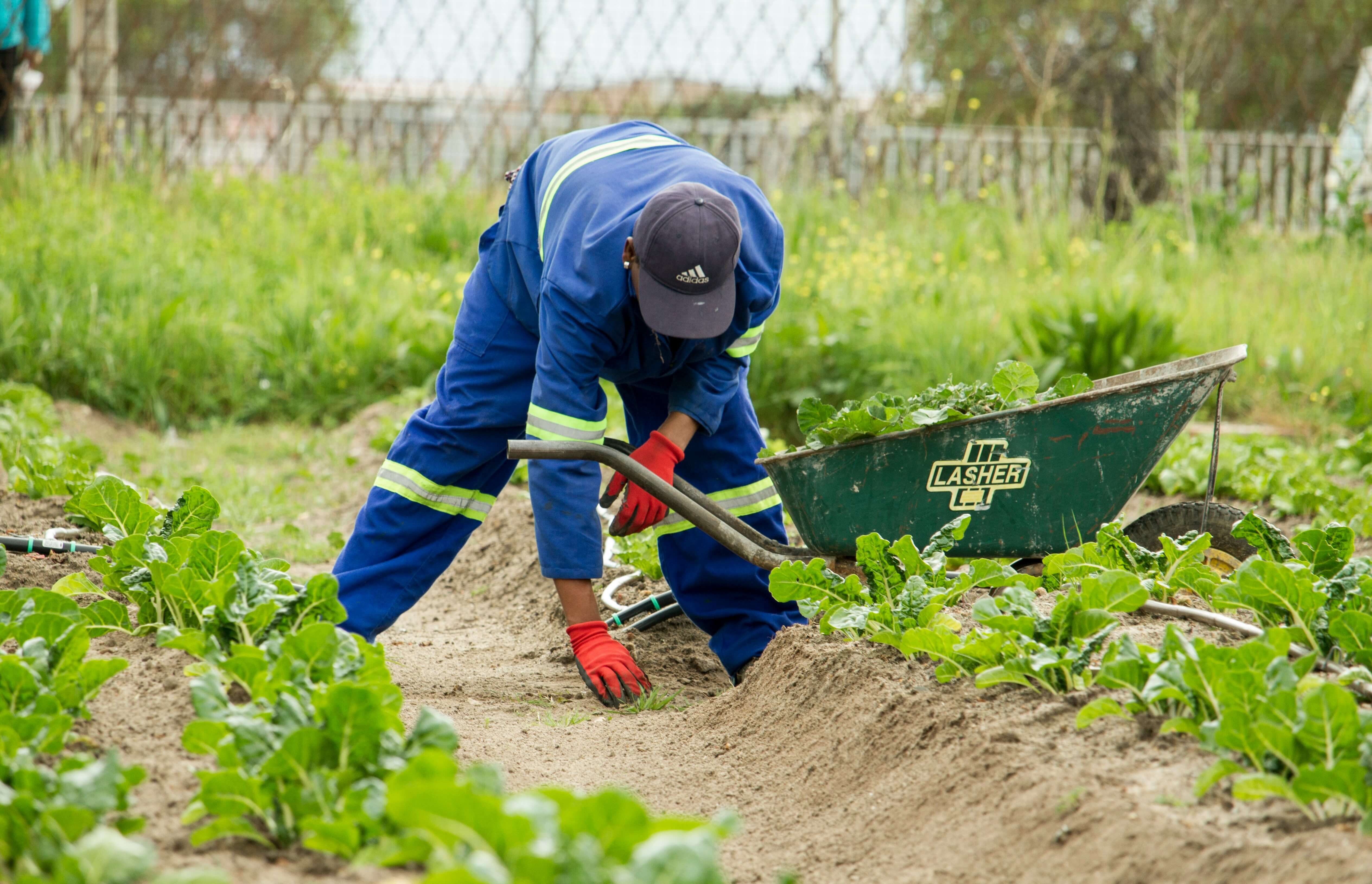 horticulture harvesting