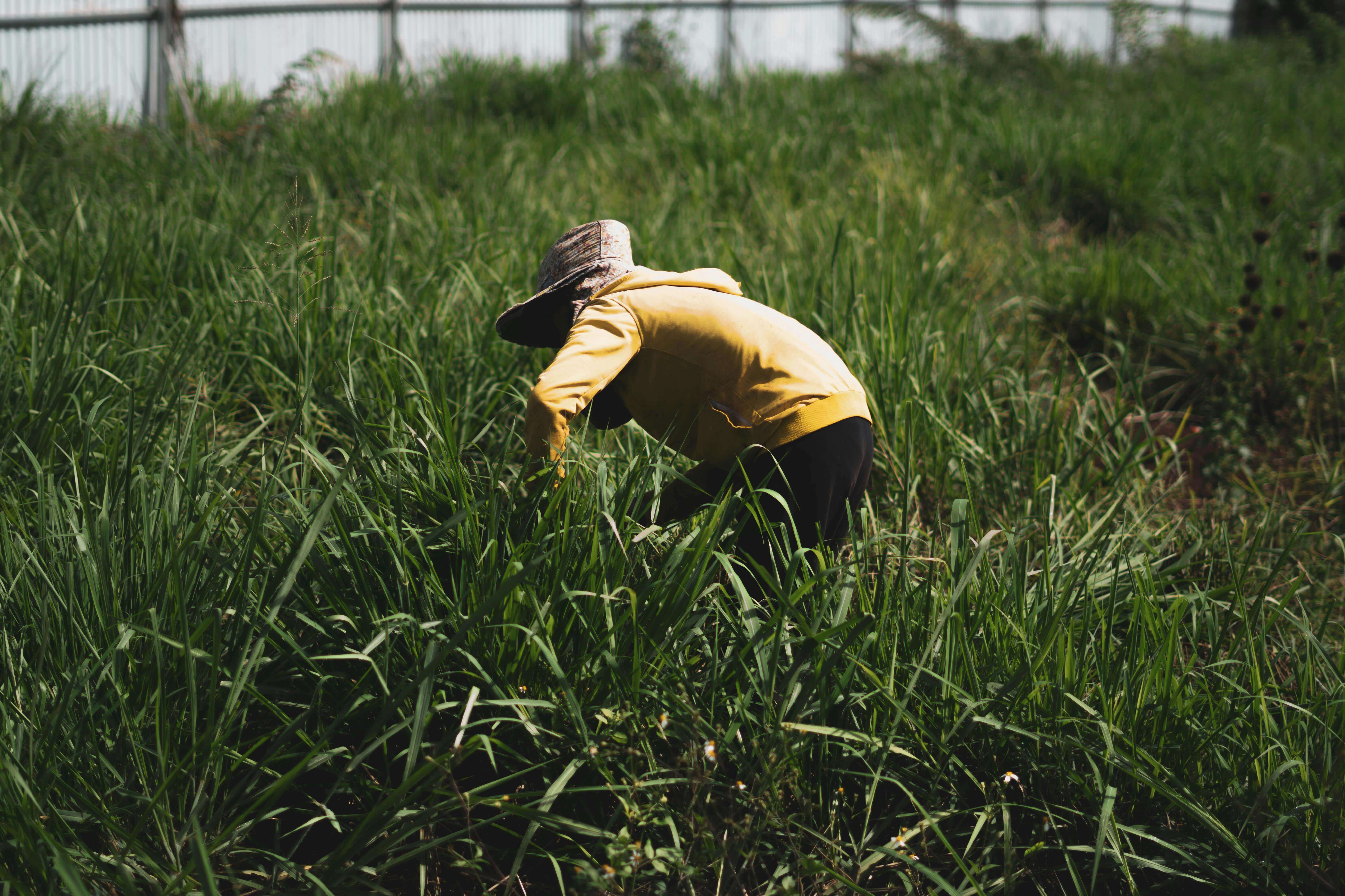 horticulture harvesting