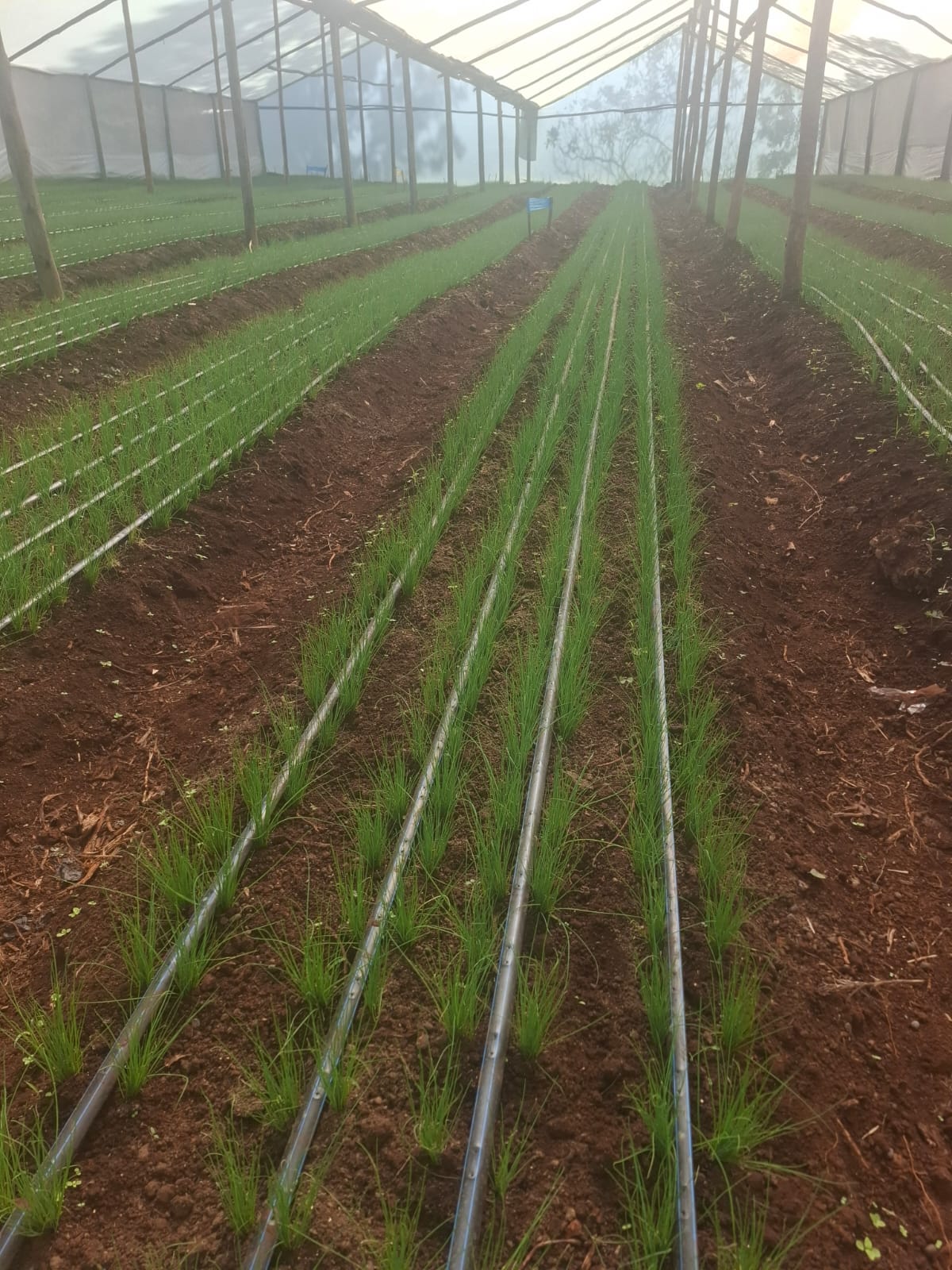 Green vegetables ready for market