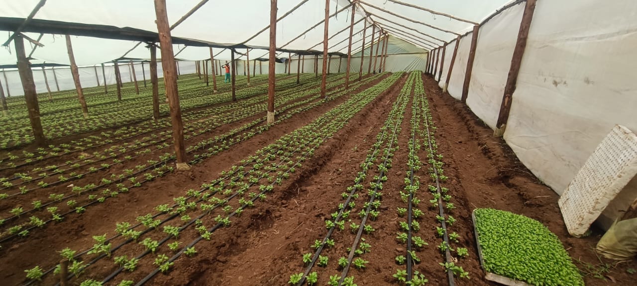 Crops being harvested and processed