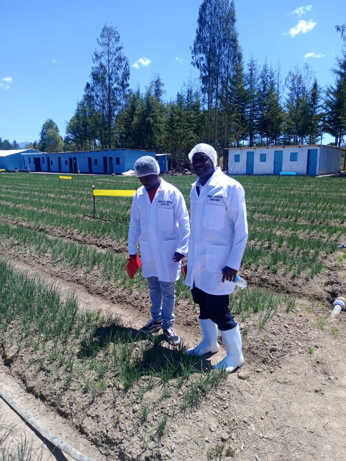 Sam Isac packaging crops